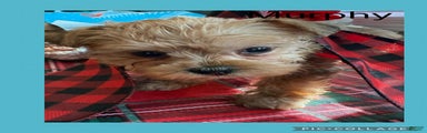 Yorkiepoo Puppy 2 Murphy