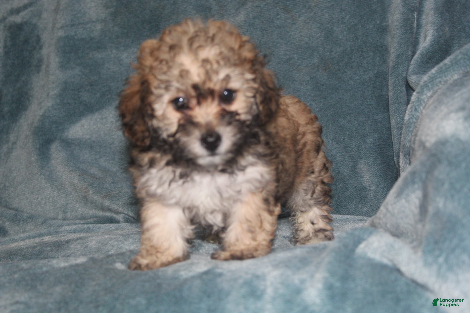Miniature Poodle dogs Storm  - Ad 1