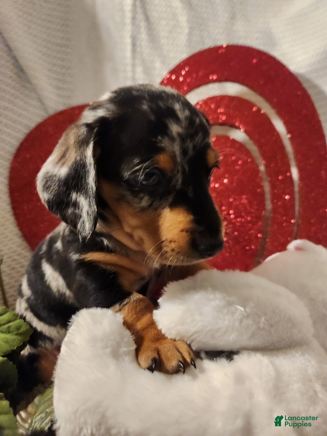 Miniature Dachshund dogs for sale: Miniature Dachshund Puppy 2 - Ad 2