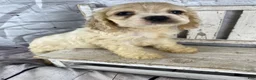 Cocker Spaniel dogs for sale: Clover - Ad 8