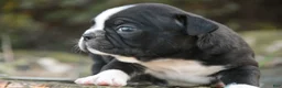 Boston Terrier dogs for sale: Carol Boston Terrier  - Ad 3