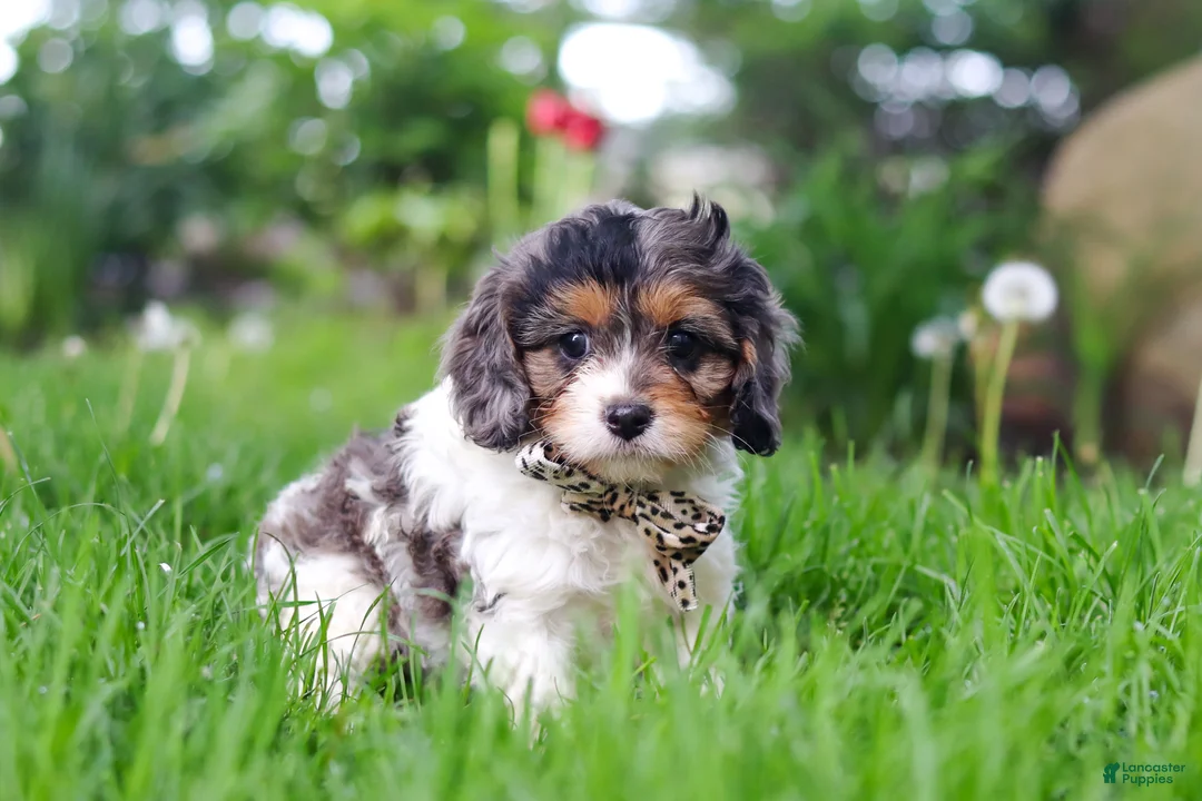 Cavapoo dogs for sale: Fury - Ad 1
