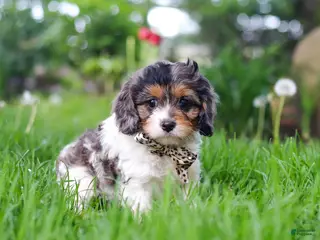 Cavapoo dogs for sale: Fury - Ad 3