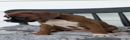Boxer dogs for sale: Koko - Ad 6
