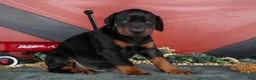 Doberman Pinscher dogs for sale: Rover - Ad 2
