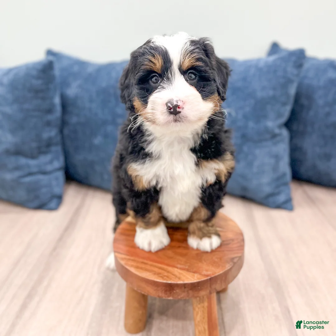 Mini Bernedoodle dogs for sale: Rusty - Ad 3