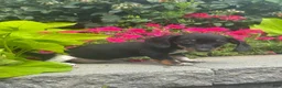 Miniature Dachshund dogs for sale: Dodge - Ad 2