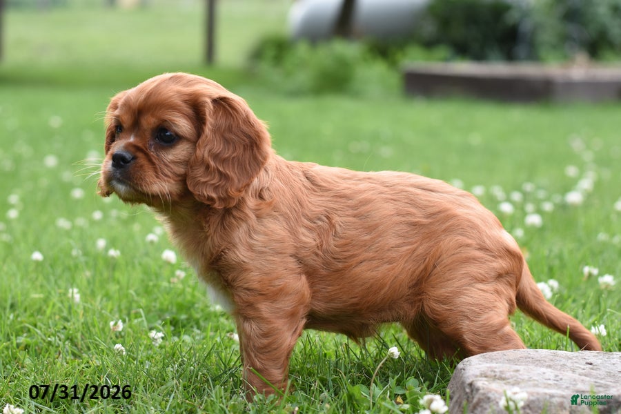 Cavalier King Charles Spaniel dogs Dolly - Ad 2