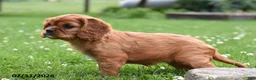 Cavalier King Charles Spaniel dogs for sale: Dolly - Ad 2