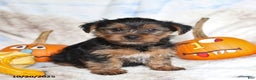 Yorkshire Terrier dogs for sale: Teddy - Ad 3