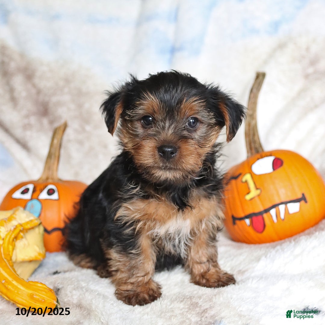 Yorkshire Terrier dogs for sale: Teddy - Ad 3