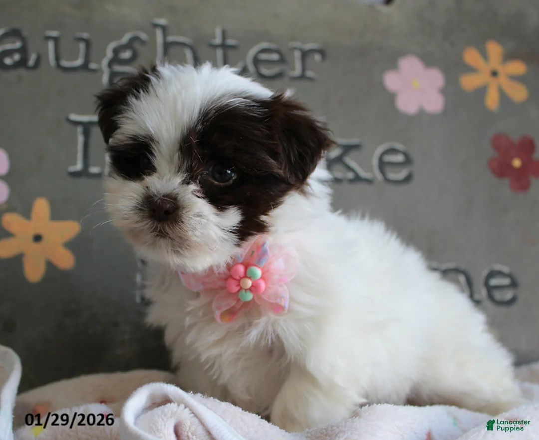 Malshi dogs for sale: Lily - Ad 4