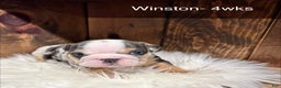 English Bulldog dogs for sale: Winston - Ad 2