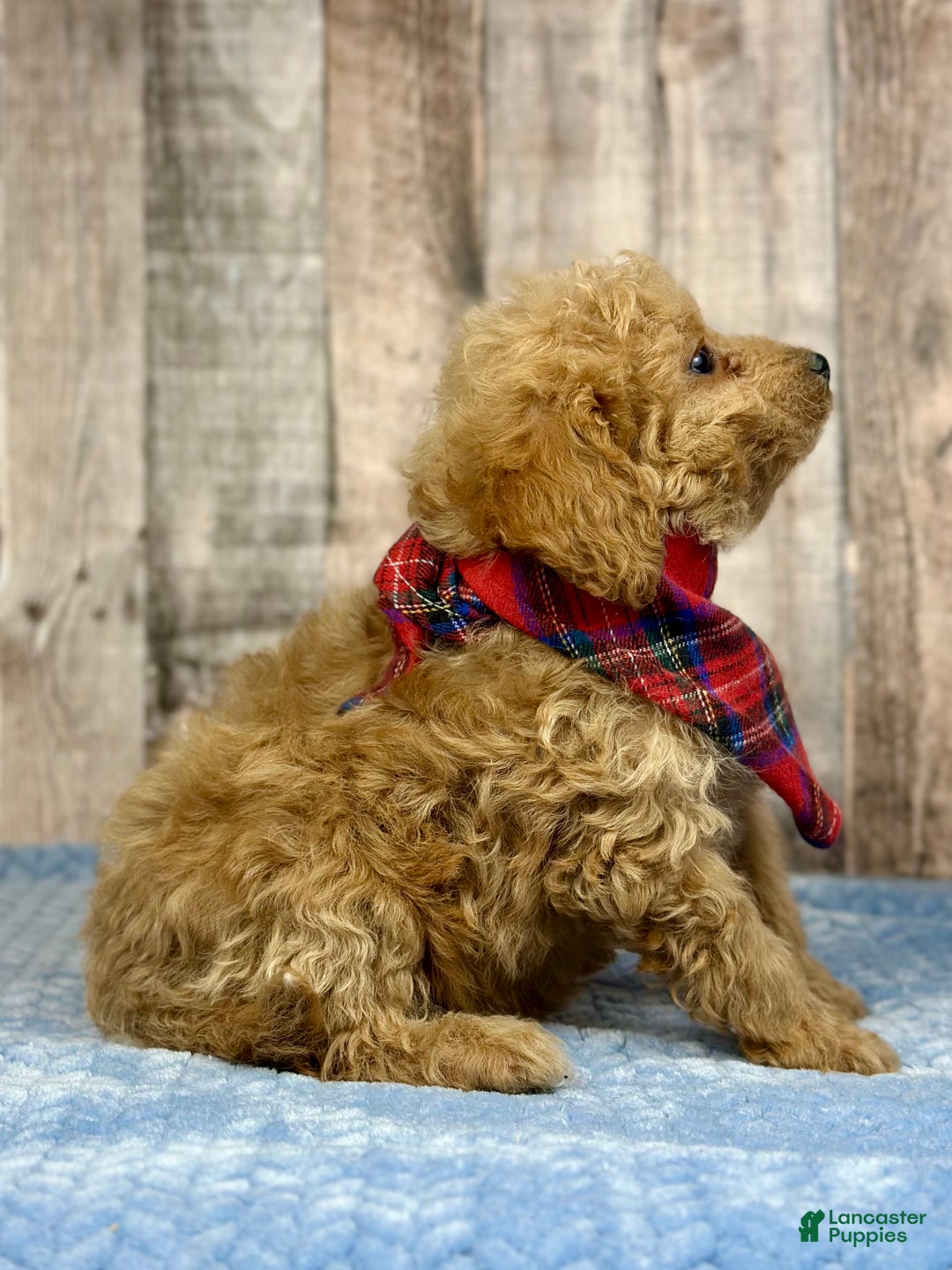 Mini Bernedoodle dogs for sale: Girl Ruby - 5111 - Ad 3