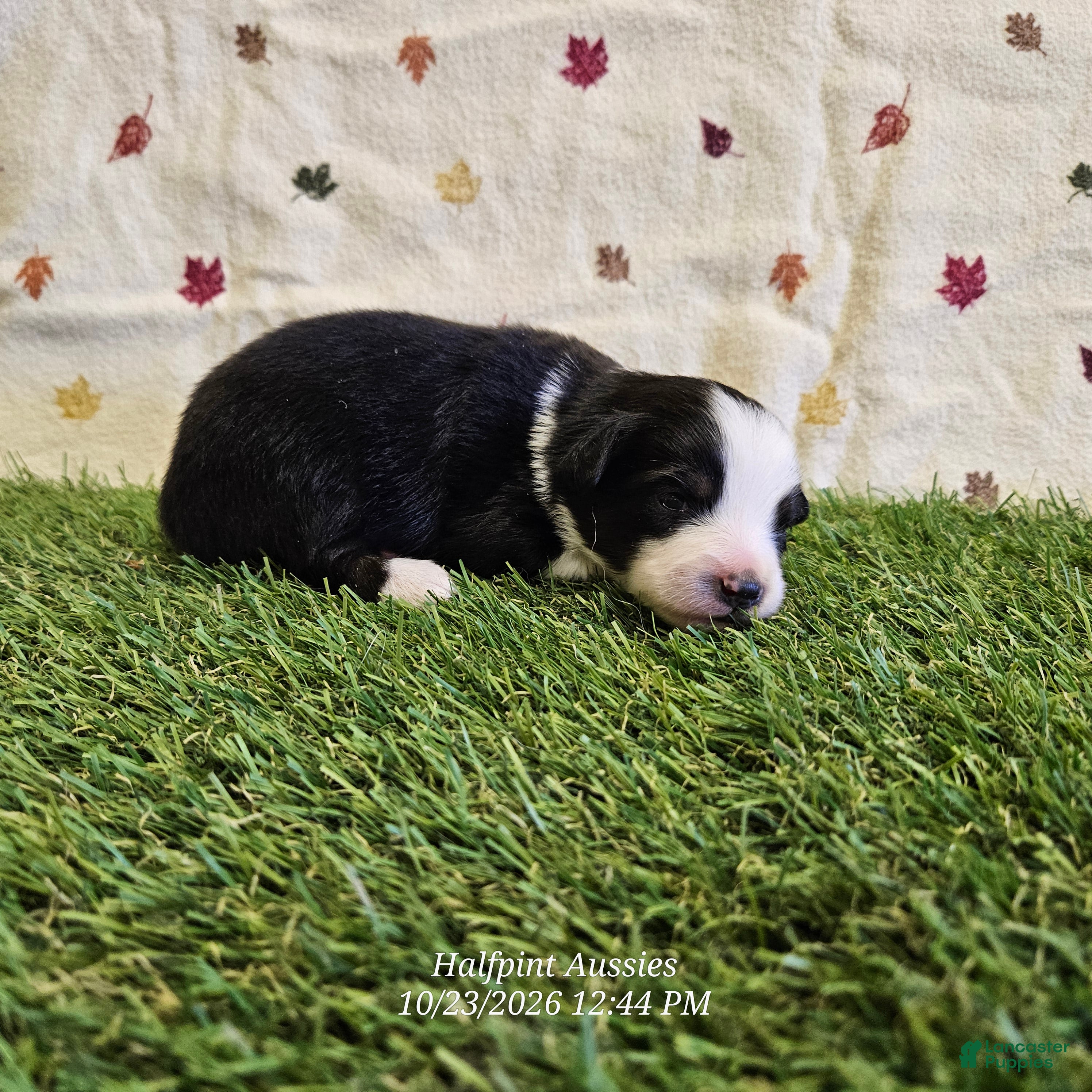 Toy Australian Shepherd dogs for sale: Latte - Ad 1