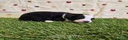 Toy Australian Shepherd dogs for sale: Latte - Ad 1