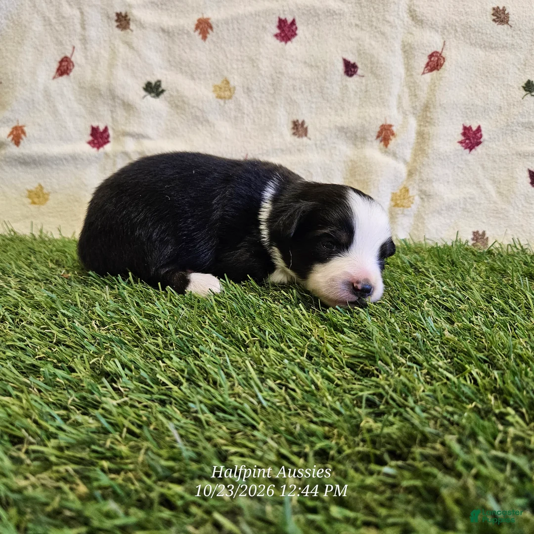 Toy Australian Shepherd dogs for sale: Latte - Ad 1
