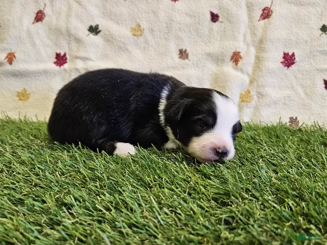 Toy Australian Shepherd dogs for sale: Latte - Ad 1