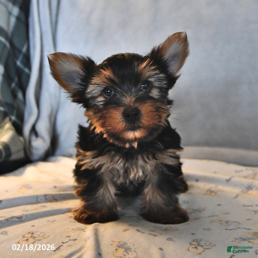 Yorkshire Terrier dogs Rocky - Ad 1