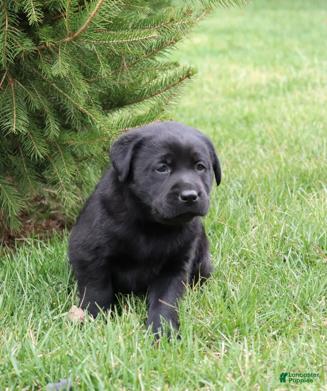 Labrador Retriever dogs for sale: Tulip - Ad 2