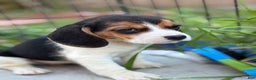 Beagle dogs for sale: Emily - Ad 6