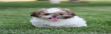 Snickers Shih Tzu 