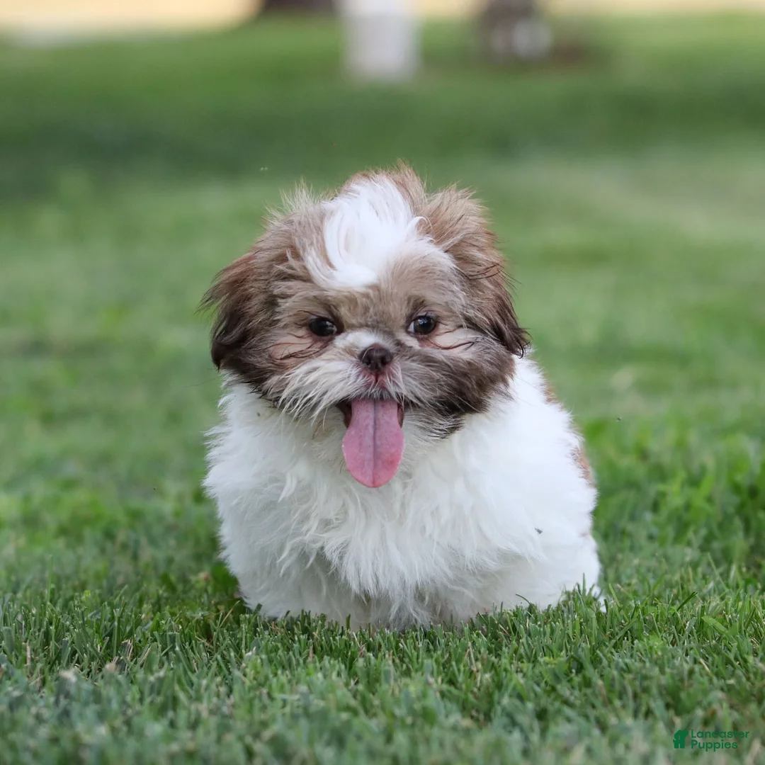Shih Tzu dogs for sale: Snickers Shih Tzu  - Ad 1