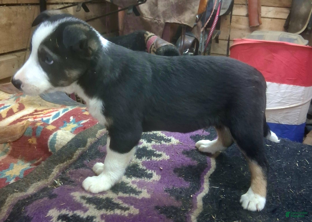 Border Collie dogs for sale: Border Collie Puppy 4 - Ad 9