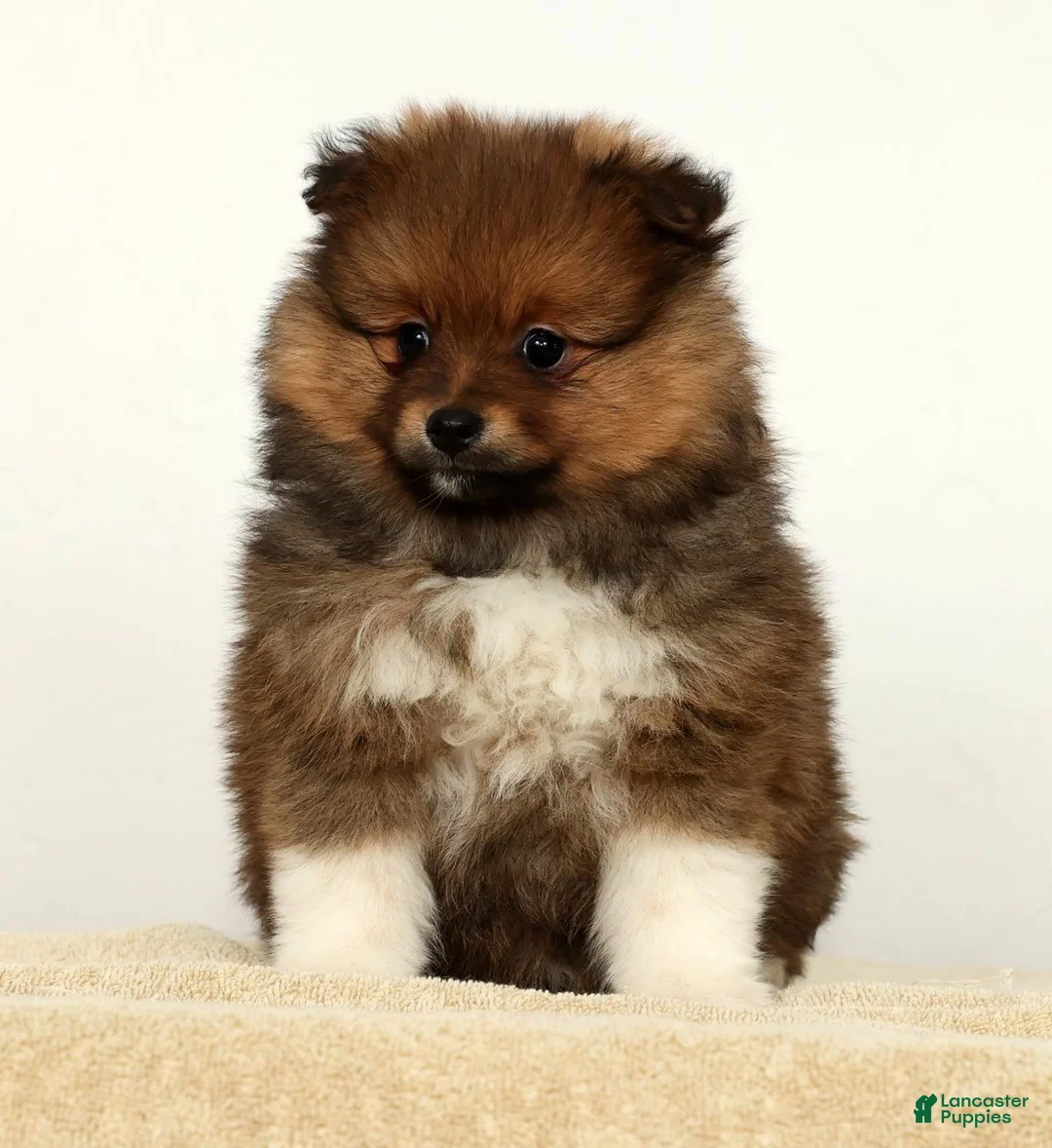 Pomeranian dogs for sale: Bella - Ad 4