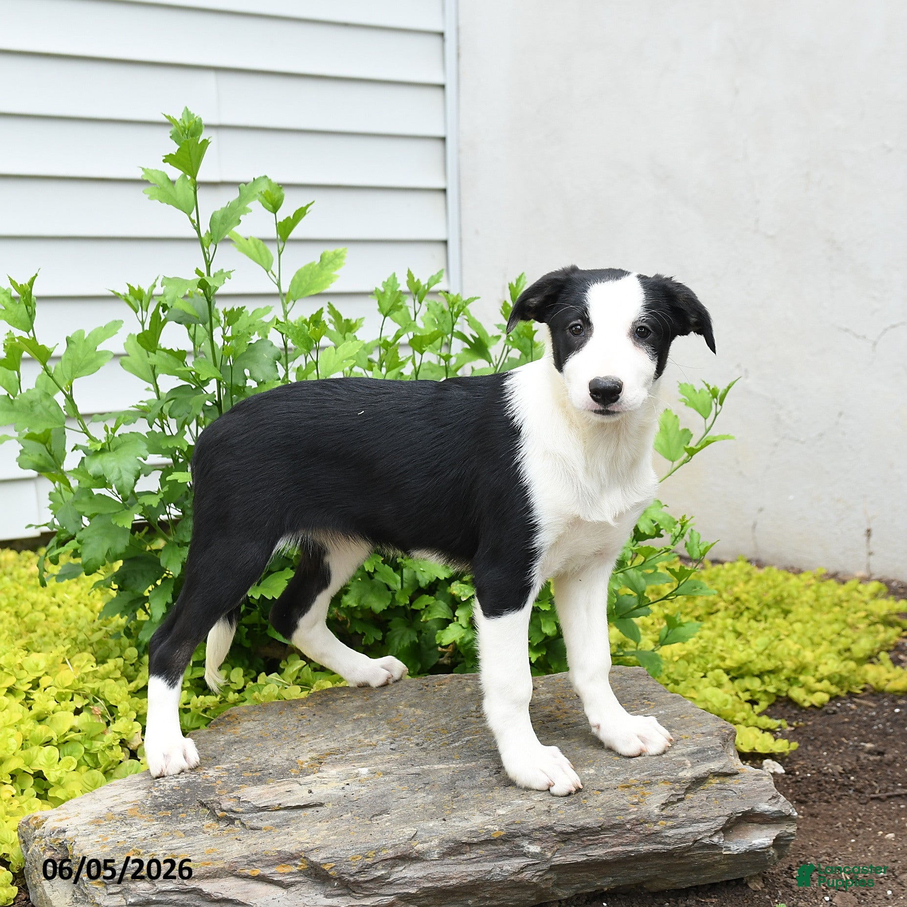 Border Collie dogs Harriet - Ad 2