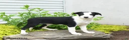 Border Collie dogs for sale: Harriet - Ad 2