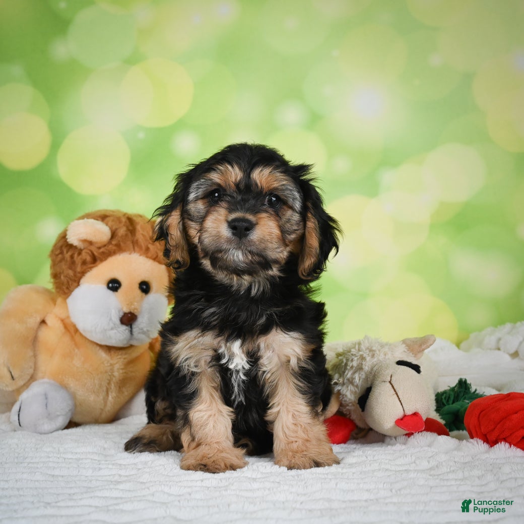 Cavachon dogs Jason - Ad 2