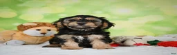 Cavachon dogs for sale: Jason - Ad 2