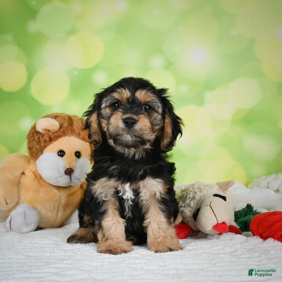 Cavachon dogs for sale: Jason - Ad 2