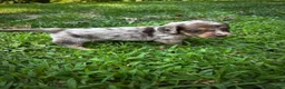 Dachshund dogs for sale: Female Two - Ad 6