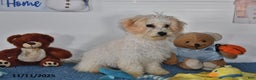 Bichpoo dogs for sale: Cinderella - Ad 3