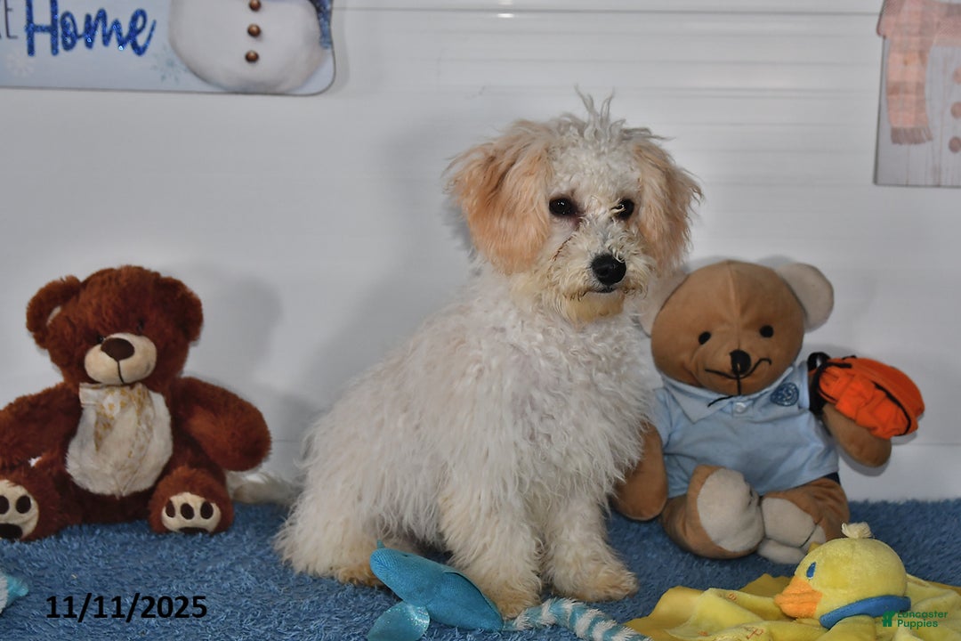 Bichpoo dogs for sale: Cinderella - Ad 3