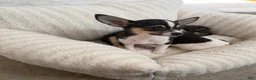 Chihuahua dogs for sale: “Gigi” Female Chihuahua - Ad 4