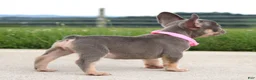 French Bulldog dogs for sale: Penny - Ad 4
