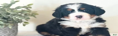 Bernese Mountain Dog Puppy 3
