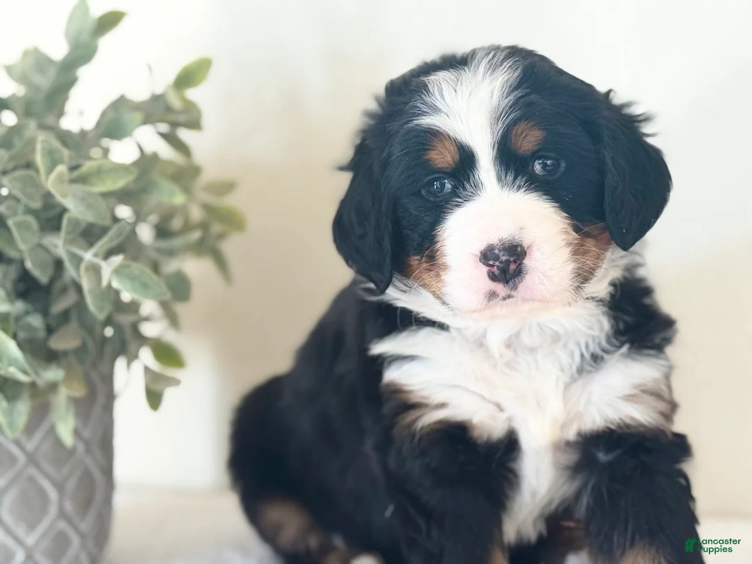 Bernese Mountain Dog dogs for sale: Bernese Mountain Dog Puppy 3 - Ad 1