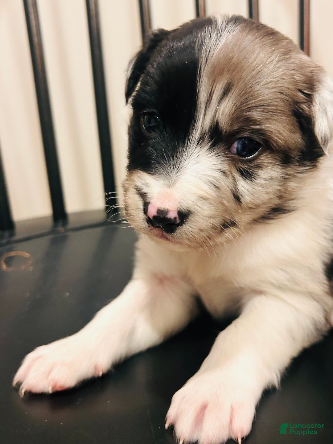 Australian Shepherd dogs for sale: Willow - Ad 2