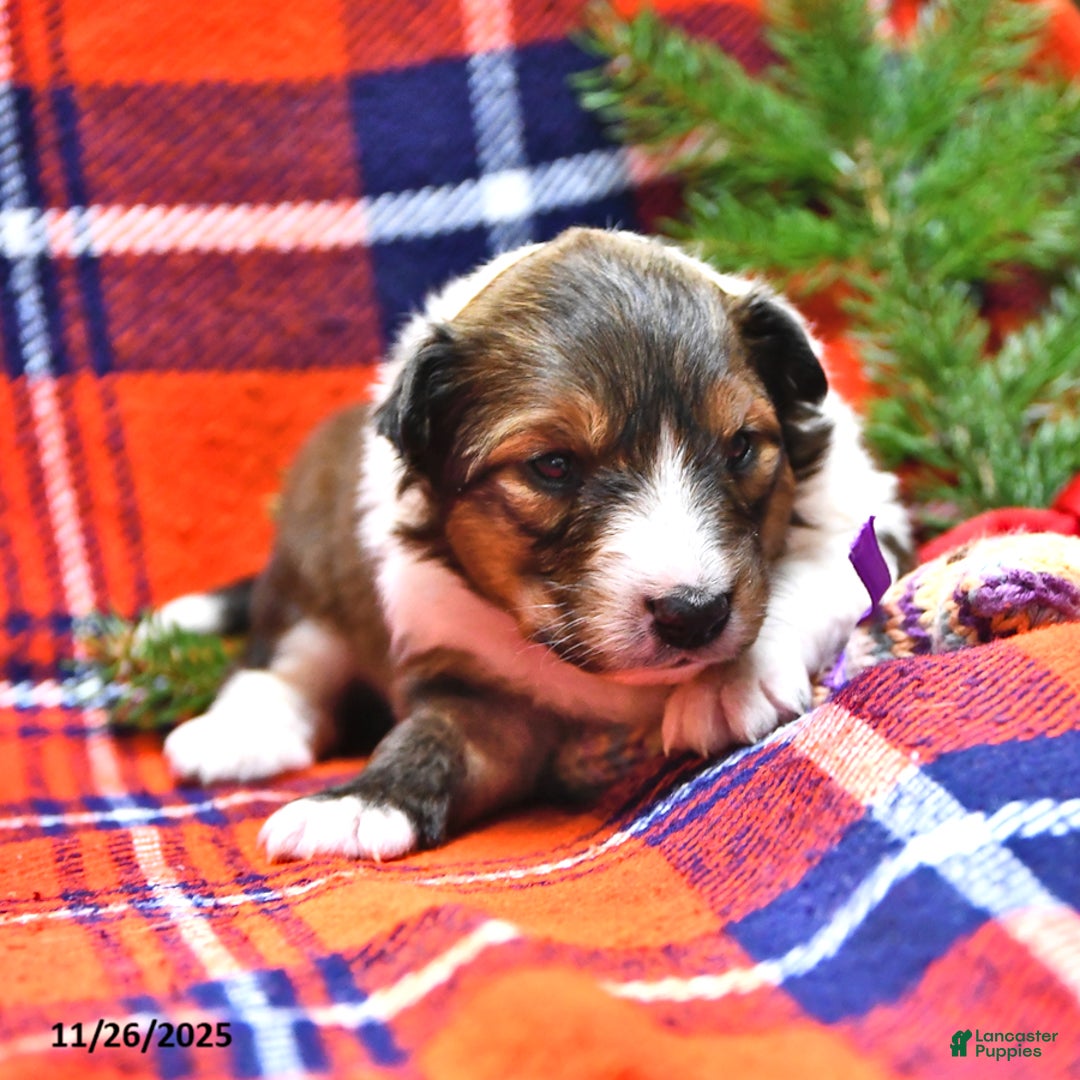 Shetland Sheepdog dogs for sale: Cookie - Ad 7