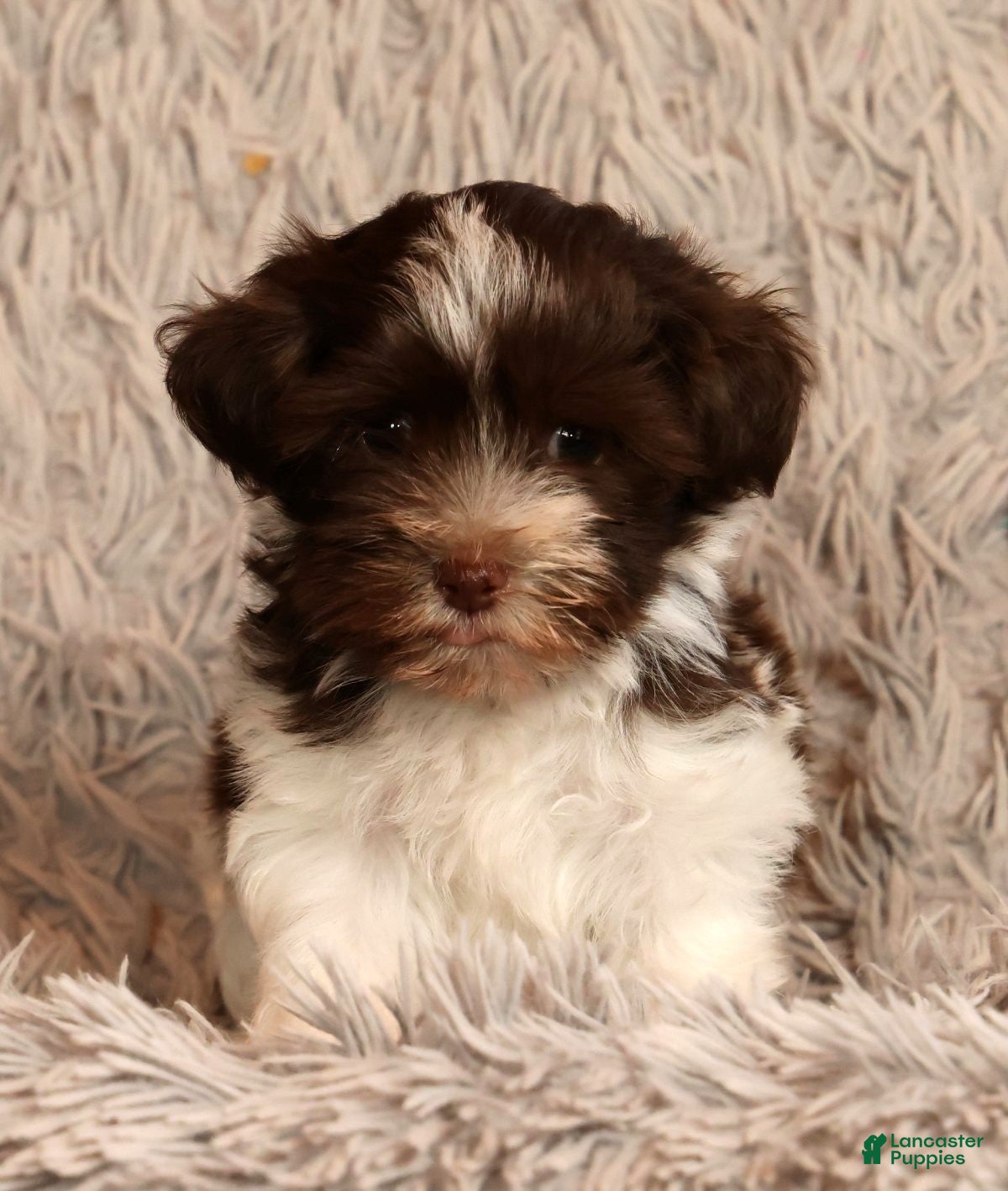 Havanese dogs Sammy - Ad 2
