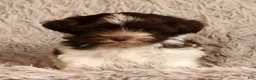 Havanese dogs for sale: Sammy - Ad 2