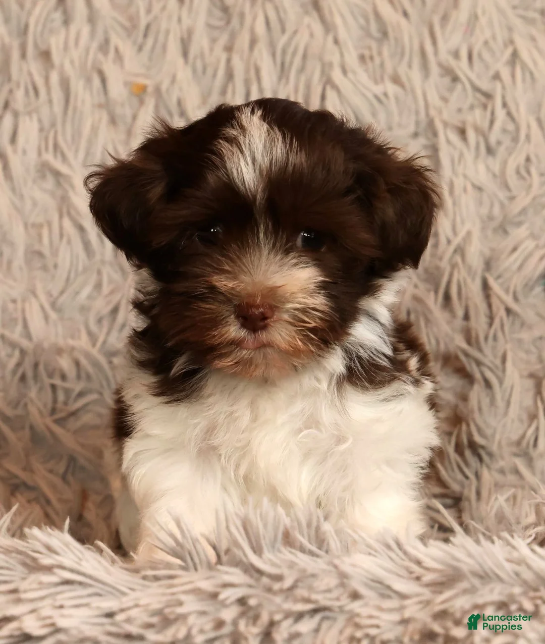 Havanese dogs for sale: Sammy - Ad 2