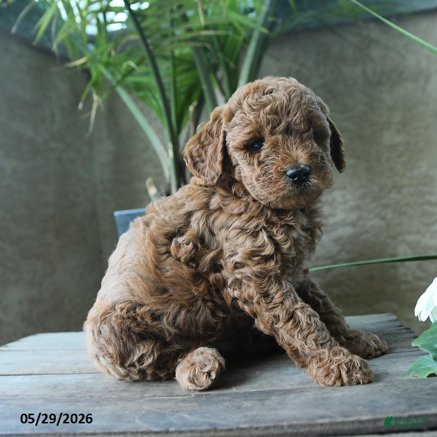 Miniature Poodle dogs Gus - Ad 1