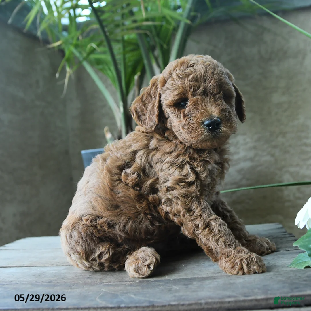 Miniature Poodle dogs for sale: Gus - Ad 1
