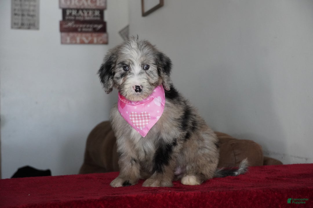 Sheepadoodle dogs for sale: Susie - Ad 1