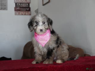 Sheepadoodle dogs Susie - Ad 15